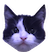 The spinning head of a cute cow cat
